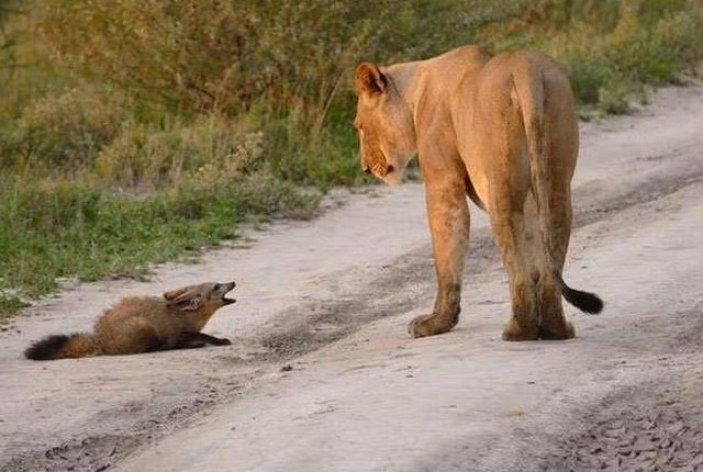 Một con cáo nhỏ bị thương, không thể di chuyển vì quá đau đớn đã nằm trên con đường di chuyển của gia đình sư tử.