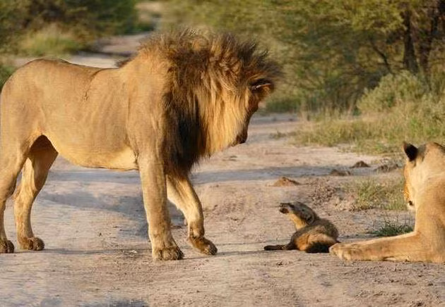 Dù gặp phải sự ngăn cản từ sư tử cái nhưng với bản tính ngoan cố, sư tử đực vẫn chưa từ bỏ ý định với con cáo tội nghiệp.