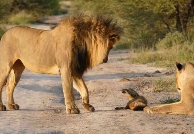 Từ lâu luật lệ "cá lớn nuốt cá bé", "mạnh được yếu thua" đã trở thành luật lệ chính thức trong thế giới động vật. Khi một con mồi lọt vào tầm ngắm của sư tử sẽ rất khó sống, tuy nhiên nhiếp ảnh gia Graham, người Nam Phi đã chụp được khoảnh khắc kỳ lạ khi sư tử cái gầm thét với sư tử đực bảo vệ cáo bị thương.