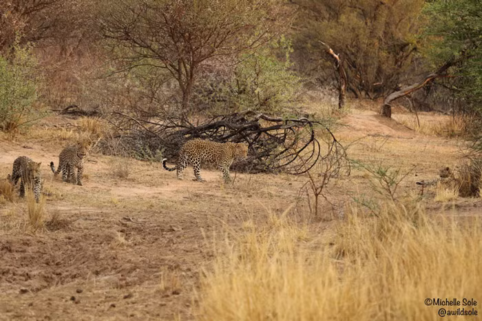 Kich tinh man dau tri cua bao con va su tu doi