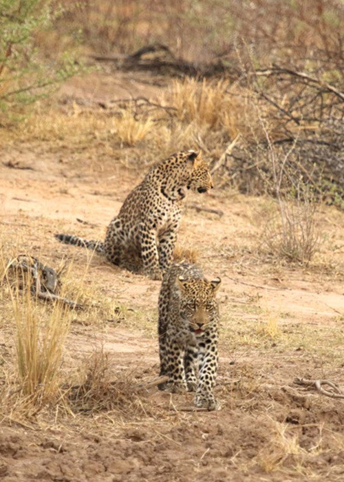 Những con báo gấm con không bao giờ ở cách quá xa mẹ của chúng trong khi theo mẹ ra ngoài đi săn bởi nếu quan sát cách xa, chúng sẽ không học hỏi được nhiều và báo mẹ cũng không thể bảo vệ được chúng.