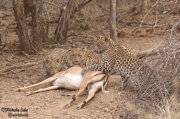 Trong lúc những con báo con thực hành cách xé xác linh dương ngày một nhuần nhuyễn, báo mẹ vẫn không mất cảnh giác, quan sát xung quanh, đề phòng những kẻ săn mồi đỉnh cao khác đang rình rập.