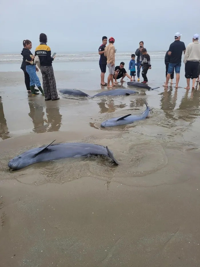 Nguoi dan Ha Tinh gop tien mua ca heo tha ve dai duong