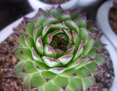 Dậu: Sen Đá: Bạn có tài lộc rất thịnh trong suốt cuộc đời. Khi thiếu thốn, tự khắc sẽ có người tới giúp bạn. Đặt chậu cây sen đá trong phòng khách sẽ giúp bạn giữ tài lộc, giảm hao tài và kêu gọi quý nhân phù trợ.