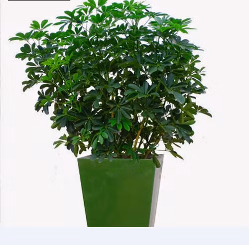 Dần: Ngũ gia bì: Bạn dám mạo hiểm, biết nhiều cách kiếm tiền nhưng thật ra không quá xem trọng tiền bạc, chỉ là bạn thích tận hưởng quá trình mà thôi. Đặt một chậu cây ngũ gia bì ở phòng khách để giúp bạn ổn định hơn trên con đường làm giàu, giữ vững tài khí, mang đến sự may mắn và thịnh vượng.