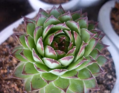 Dậu: Sen Đá: Bạn có tài lộc rất thịnh trong suốt cuộc đời. Khi thiếu thốn, tự khắc sẽ có người tới giúp bạn. Đặt chậu cây sen đá trong phòng khách sẽ giúp bạn giữ tài lộc, giảm hao tài và kêu gọi quý nhân phù trợ.