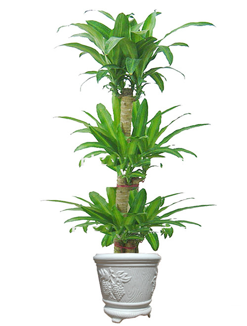 Tuất: Phát tài: Tài vận của bạn khá ổn định. Do hiểu rõ giá trị của tiền bạc nên bạn không tiêu xài phung phí. Đặt cây phát tài trong phòng khách giúp tích lũy tiền bạc, nắm bắt thời cơ.