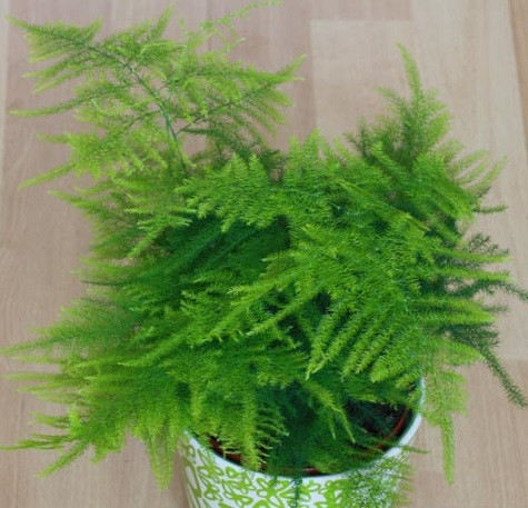 Thân: Thủy Tùng: Bạn biết cách kiếm tiền và biết nắm bắt thời cơ, nhưng tiêu xài cũng không ít. Đặt một chậu cây thủy tùng hoặc cây nguyệt quế trong phòng sách hoặc phòng làm việc sẽ giúp tụ tài và giữ hầu bao cho bạn.