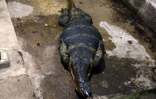 Hot hoang phat hien ky da to nhu ca sau sau nha-Hinh-2