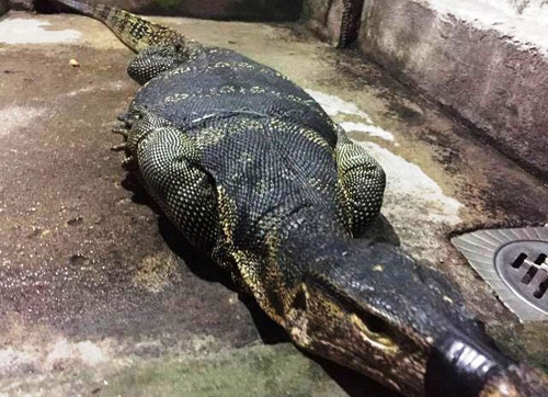 Hot hoang phat hien ky da to nhu ca sau sau nha