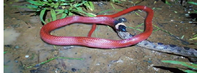 Rắn Musurana ở Nam Mỹ không có nọc độc nhưng lại thường giết rắn độc bằng răng nanh.