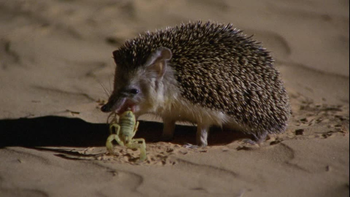 Lý do của việc khắc tinh rắn độc của nhím Hedgehog nằm ở bộ lông đầy gai nhọn và khả năng miễn dịch nọc độc của rắn gấp 35-45 lần so với lợn Guinea và chịu được lượng độc asen gấp 25 lần con người.