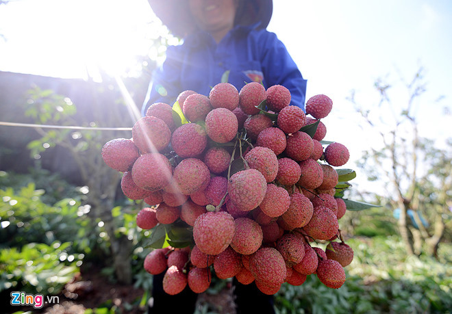 Giá bán vải trung bình từ đầu vụ đạt 19.000 đồng/kg. Ảnh: Lê Hiếu.