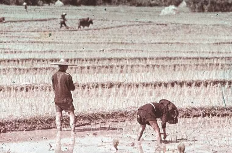 Nông dân đang gieo mạ non ngoài đồng ở Cửu Long. Ảnh xilu