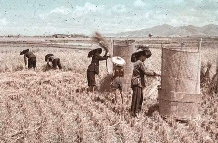 Nông dân gặt lúa ngoài đồng năm 1960 ở Cửu Long. Ảnh xilu