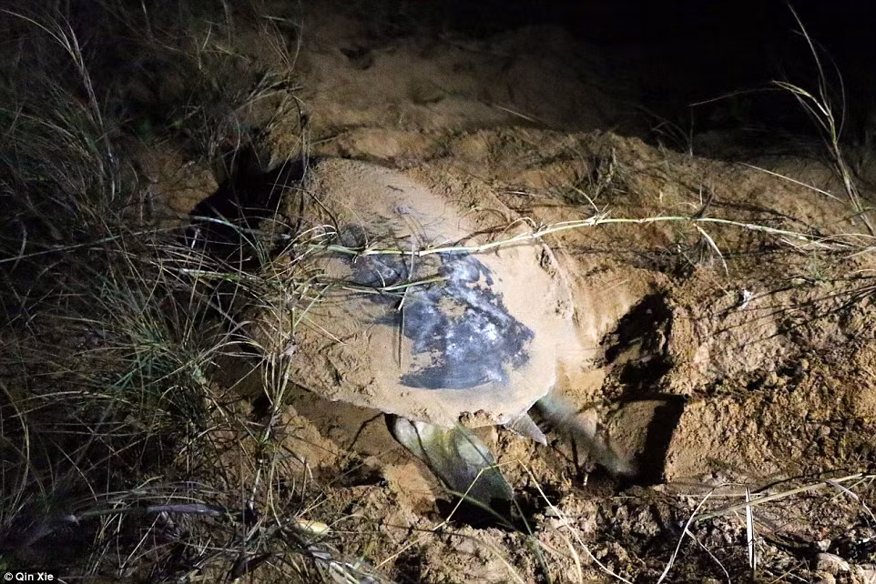 Còn tới đảo Cát Bare thuộc quần đảo Darwin, du khách nên xem những chú rùa làm tổ vào ban đêm. Ảnh: Một chú rùa đang đào đất lên để đẻ trứng vào lúc tối muộn. Ảnh Daily Mail