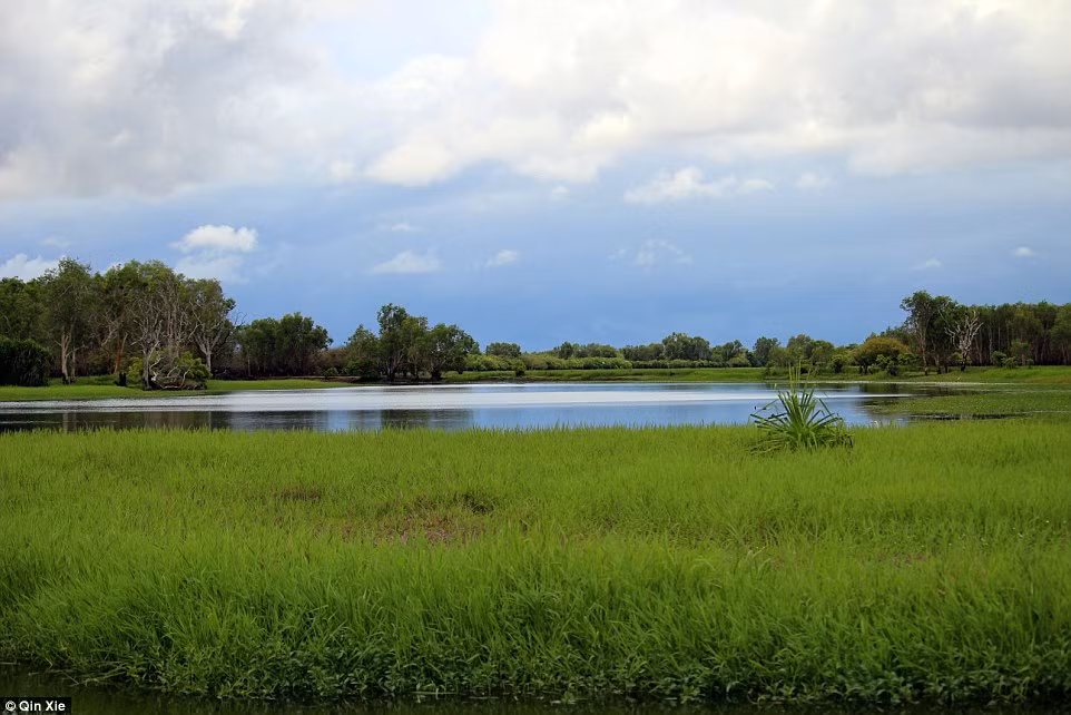 Cảnh đẹp thiên nhiên ở Australia còn được thể hiện qua loạt khung cảnh thiên nhiên phong phú như Hồ nước Billabong. Hồ này có hệ sinh thái đa dạng với hàng chục loài chim, rắn và rùa. Ảnh Daily Mail