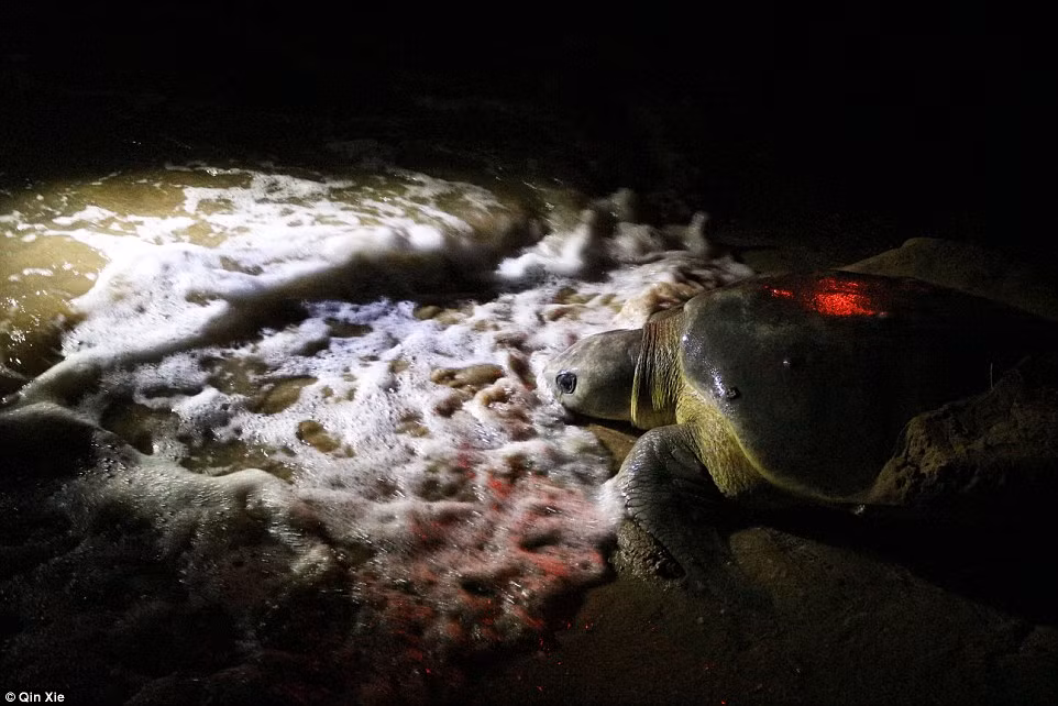 Sau vài giờ thấm mệt do liên tục đào tổ, đẻ trứng và lấp tổ xóa dấu vết, rùa mẹ nhanh chóng quay lại biển. Trong ảnh, nó đang men ra biển theo luồng ánh sáng từ ngọn đuốc. Ảnh Daily Mail
