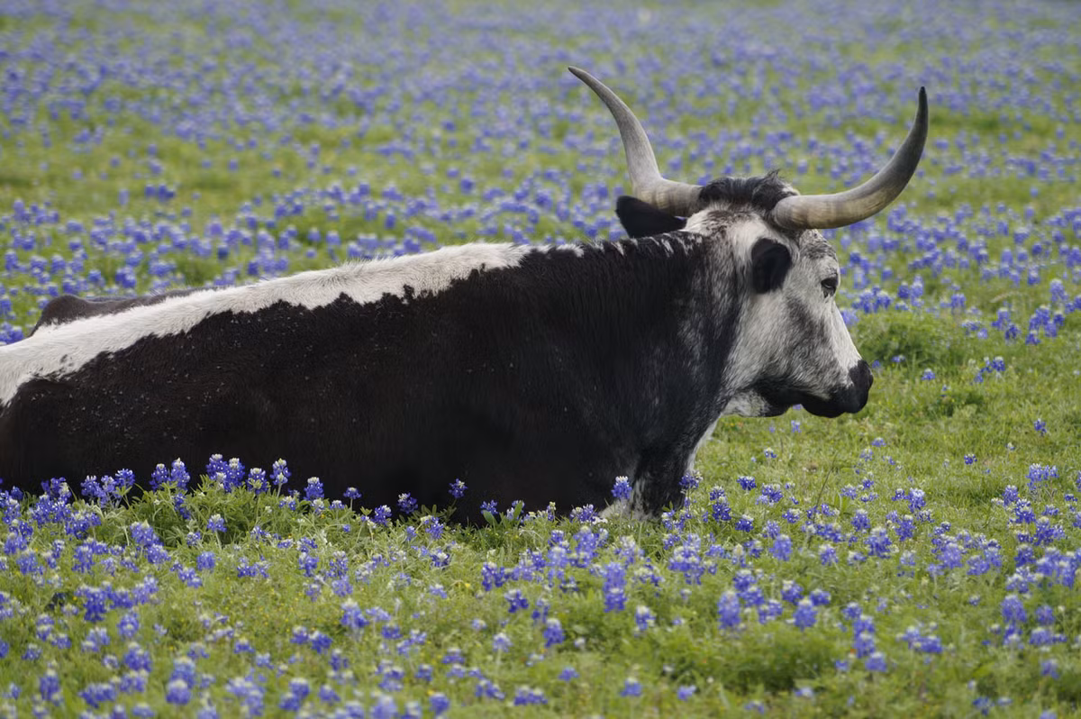Bên cạnh Quốc lộ 6 chạy qua bang Texas, gần Navasota, bang Texas, Mỹ.