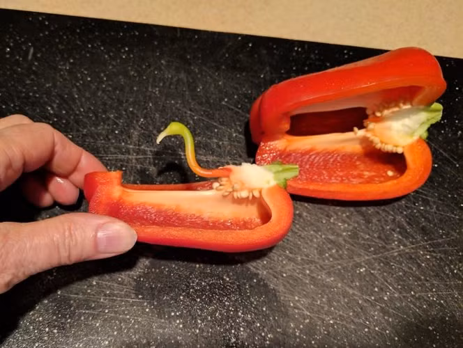 Một "chú chim hồng hạc" trong quả ớt chuông.