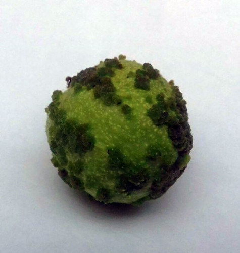 Quả óc chó bị hỏng trông giống như một hành tinh tí hon.