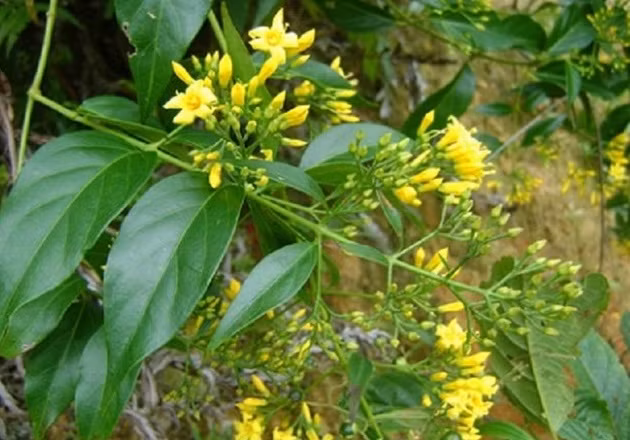 Đến 15h cùng ngày, các lực lượng chức năng đã tìm thấy Lò Văn Ướng trong tình trạng đã tử vong nghi do ăn lá ngón tự sát cách hiện trường ban đầu hơn 1 km. Theo chính quyền địa phương, Lò Văn Ướng là đối tượng nghiện ma túy. 