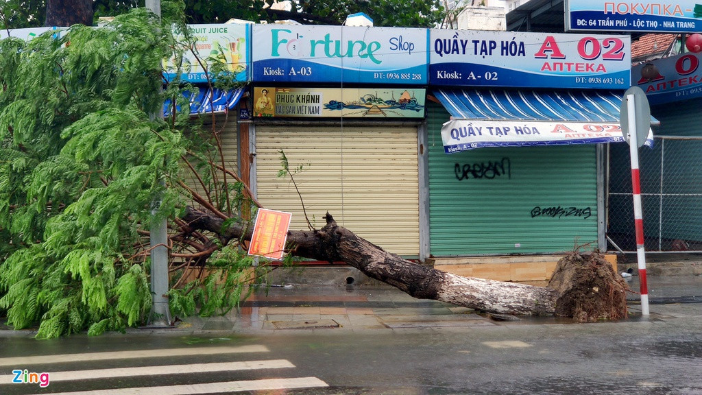 Tại TP Nha Trang, gió lớn làm hàng loạt cây xanh gãy đổ. Ảnh: Zing.vn. 