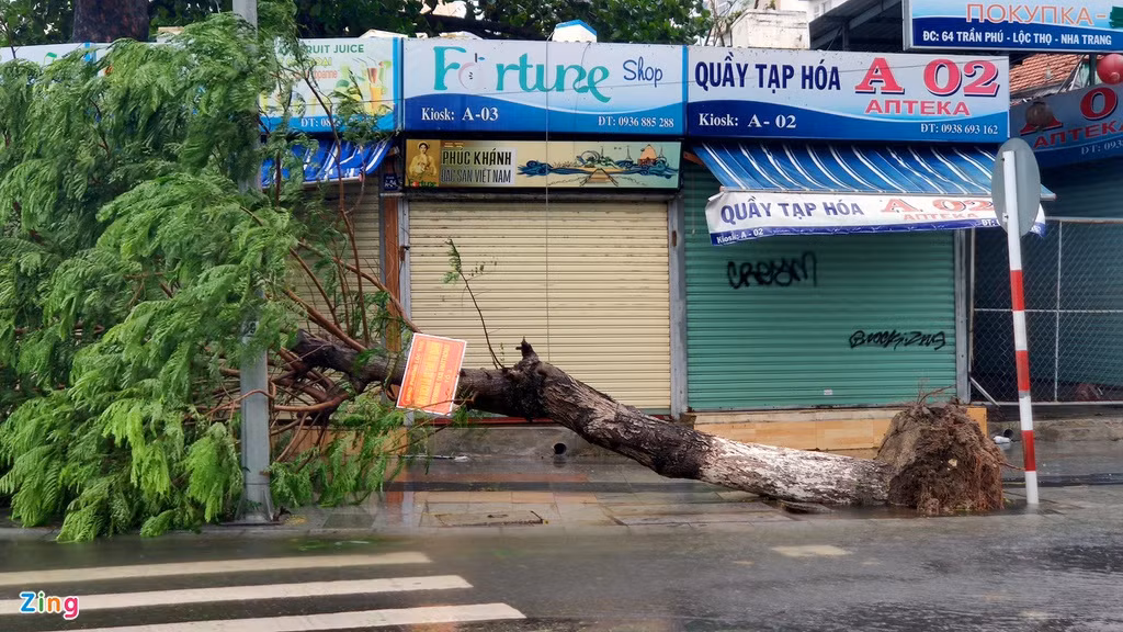 Tại TP Nha Trang, gió lớn làm hàng loạt cây xanh gãy đổ. Ảnh: Zing.vn. 