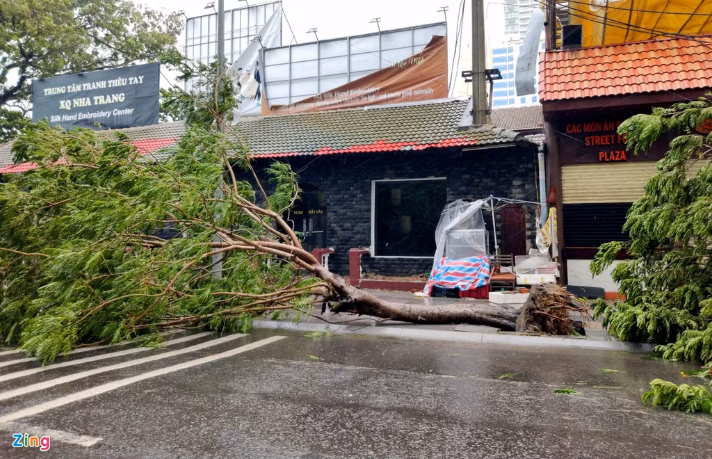 Nhiều cây xanh trên đường Trần Phú bị bật gốc, nằm la liệt trên đường. Ảnh.Zing.vn.