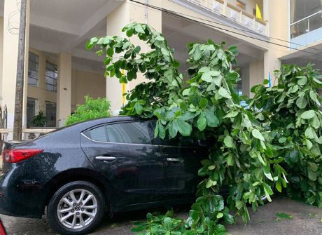 Cây xanh bị quật đổ do gió bão ở Khánh Hòa. Ảnh: NLĐ