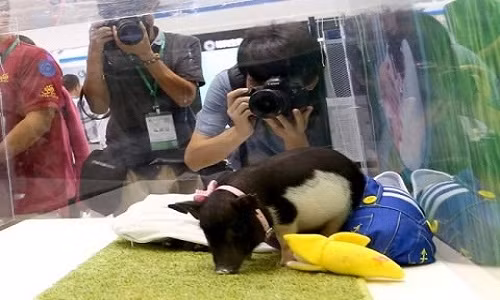 Ngam lon sieu nho sinh ra tu bien doi gen