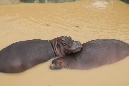 Một cặp hà mã nuôi tại trang trại.