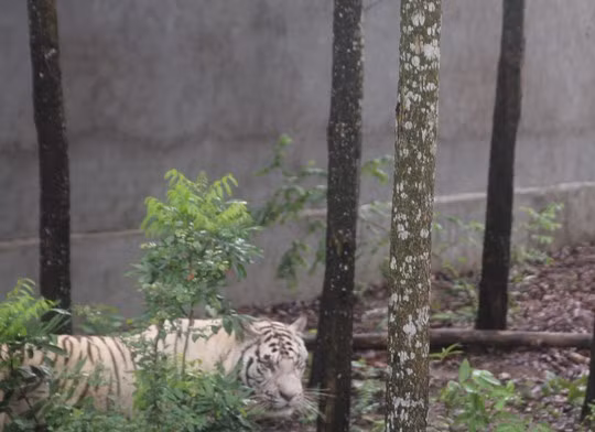 Nơi đây hiện nuôi nhốt 18 loài động vật quý hiếm, nhập từ nước ngoài về với hơn 100 cá thể.