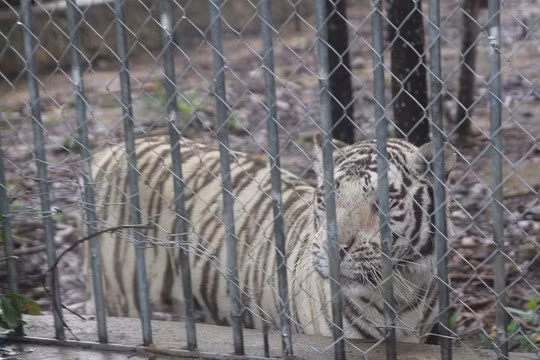 Khu du lịch sinh thái Trại Bò (hay còn gọi là Khu sinh thái Mường Thanh Diễn Lâm), đóng tại xã Diễn Lâm, huyện Diễn Châu, tỉnh Nghệ An, là một trong những trang trại nuôi hổ lớn có số lượng lớn nhất ở Việt Nam cùng các động vật hoang dã quý hiếm khác.