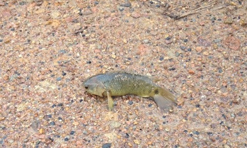 Su that ca ro dong biet di, ca dong bang van song