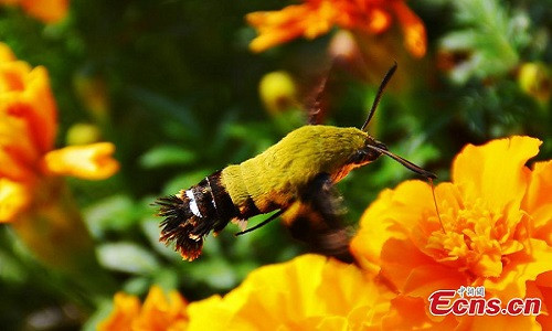 Phat hien loai con trung cuc hiem o Trung Quoc