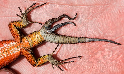 Kỳ dị thằn lằn mọc ba đuôi lổn nhổn Ky di than lan moc ba duoi lon nhon