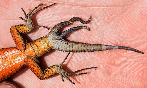 Ky di than lan moc ba duoi lon nhon