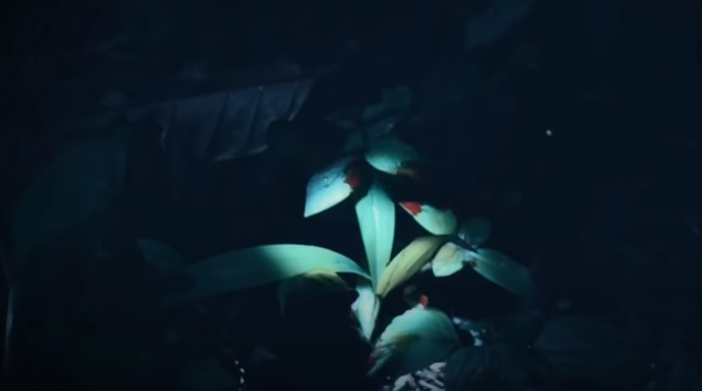 Trong tối cùng ngày, lực lượng Công an đã phát hiện một số vết máu gần gốc cây bơ, phía sau nhà bà Nghiêm Thị Nhi (48 tuổi, ngụ thôn 9, xã Tân Thanh) nên đã khoanh vùng, tiến hành tìm kiếm.