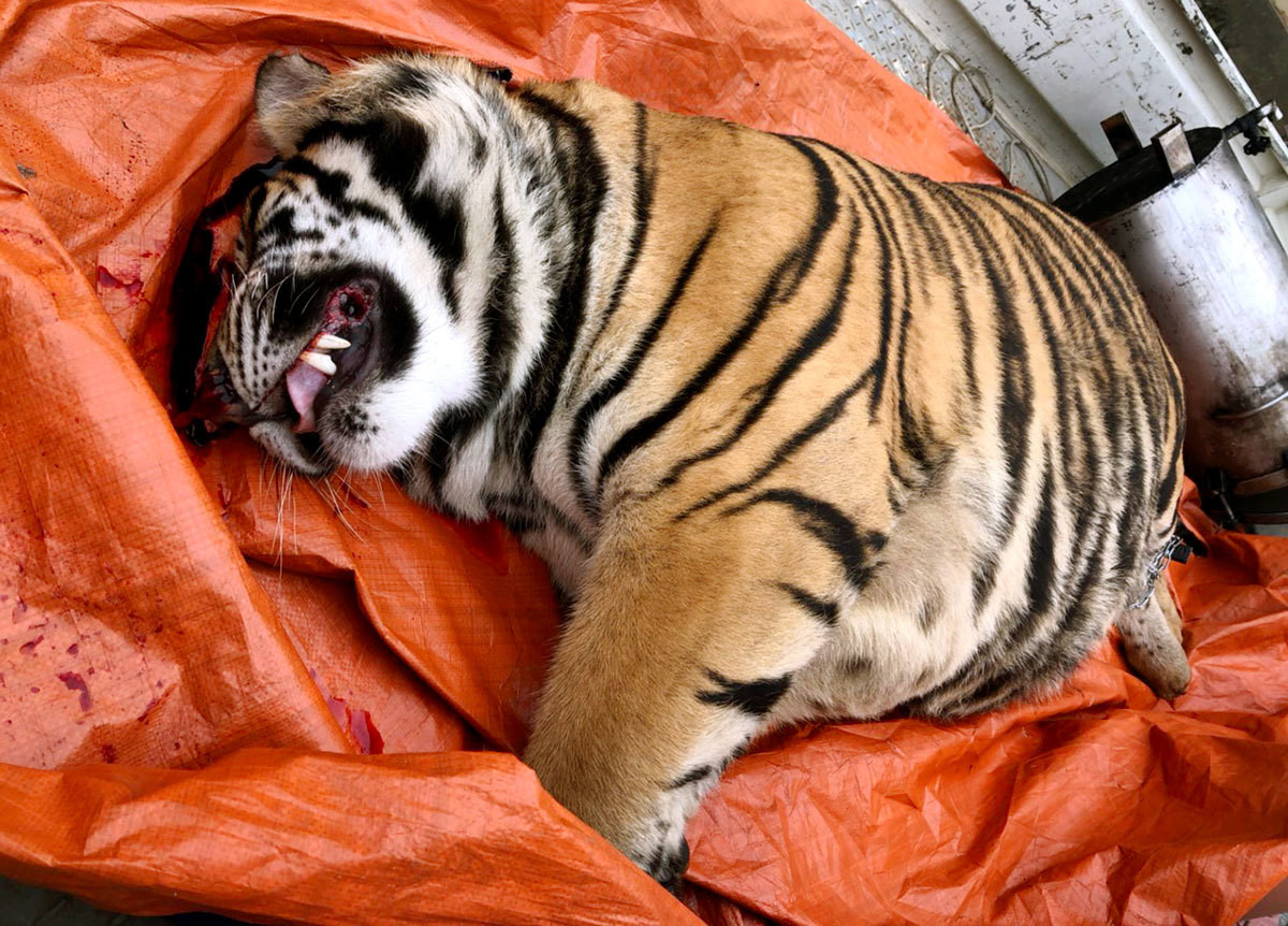 Chi cục Kiểm lâm Nghệ An cũng đã kiểm tra, làm việc với Khu sinh thái Mường Thanh Diễn Lâm, nơi đang gửi nuôi đàn hổ để thống kê chi phí chăm sóc và lên phương án sẵn sàng cho đơn vị mới tiếp nhận hổ.