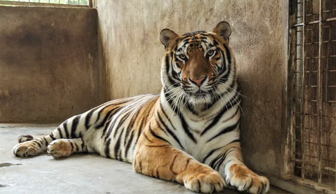 Tiet lo noi o moi cua 8 con ho nuoi trai phep o Nghe An