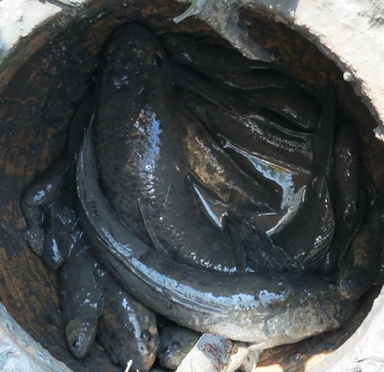 Thành quả sau một đêm bẫy cá bằng hầm. (Ảnh: CL).