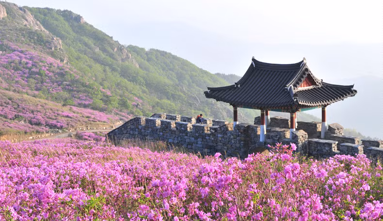 Hàng năm, tại ngọn núi này sẽ diễn ra Lễ hội hoa đỗ quyên thu hút rất đông khách du lịch trong và ngoài nước. Năm 2012, Hwangmaesan đã lọt vào danh sách 50 địa điểm du lịch đẹp đáng đến ở Hàn Quốc của CNN. Đây cũng là nơi được nhiều đạo diễn chọn làm bối cảnh để quay các bộ phim. Ảnh: Sancheong.