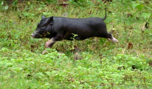 Nhu cầu tăng coa vào dịp Tết khiến thịt lợn mán được làm giả tràn lan