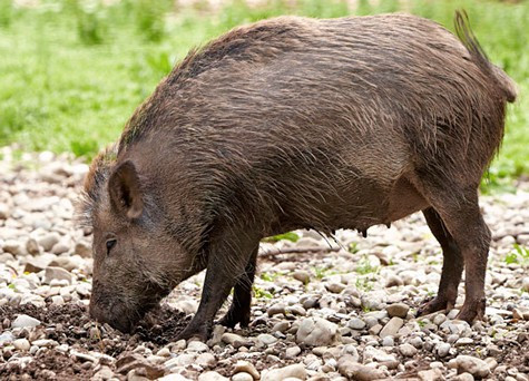 Thịt lợn mán của vùng núi Tây Bắc là một món đặc sản được nhiều người yêu thích đặc biệt vào dịp Tết.