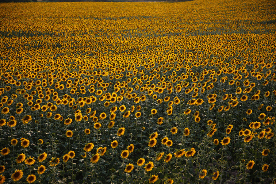 Một cánh đồng hoa hướng dương nở vàng rực ở Adana, Thổ Nhĩ Kỳ. Nguồn ảnh: Theatlantic.