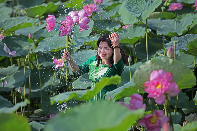 Dù đang trong trang phục áo dài, người phụ nữ không ngại lội xuống đầm sen té nước mong có được bức ảnh ưng ý.