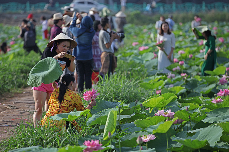 Những đầm sen nằm phía sau Công viên nước Hồ Tây mùa này luôn tấp nập người dân đến chụp ảnh từ 5 giờ sáng hàng ngày.