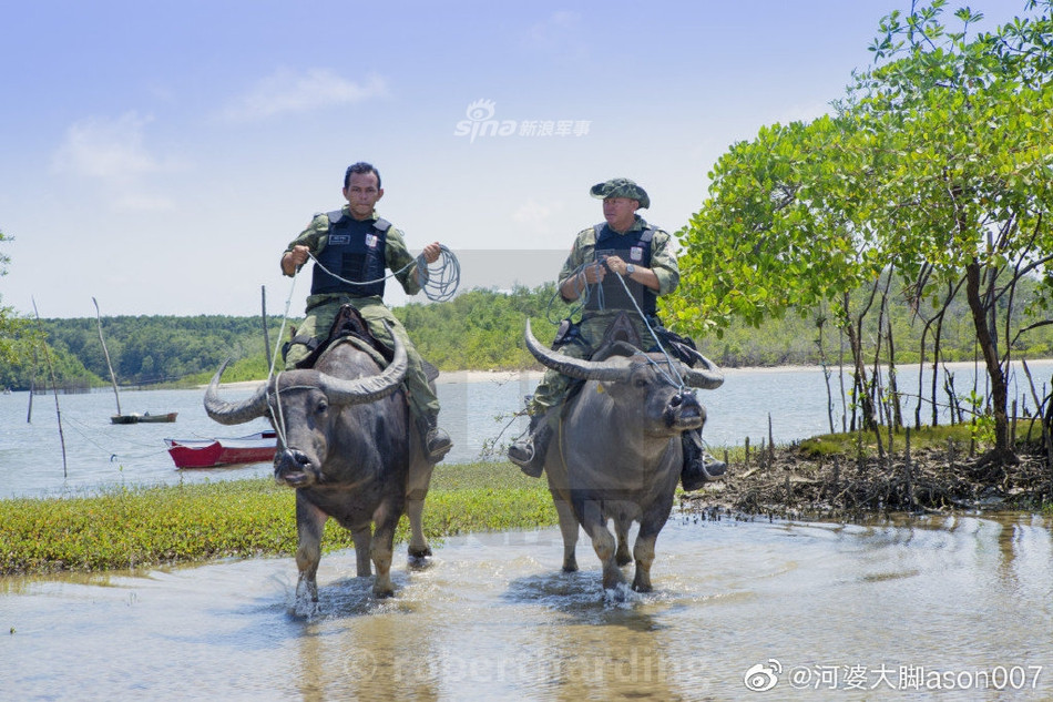 Theo nhiều tài liệu được ghi nhận lại, vào năm 1890 một tàu buôn chở theo đầy giống trâu này di chuyển từ châu Á tới Bắc Mỹ đã bị chìm ở ngoài khơi đảo Marajo. Những con trâu may mắn thoát được đã tự bơi vào Marajo và biến đây thành xứ sở cho trâu châu Á đầu tiên ở Nam Mỹ. Nguồn ảnh: Sina.
