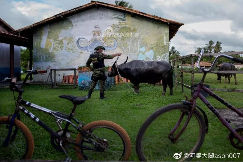 Giống trâu nước có nguồn gốc từ Ấn Độ và Trung Quốc này đã xuất hiện ở Nam Mỹ từ cách đây hàng trăm năm một cách tình cờ. Brazil hiện là quốc gia có nhiều cá thể trâu châu Á nhất, đặc biệt trên đảo Marajo. Nguồn ảnh: Sina.